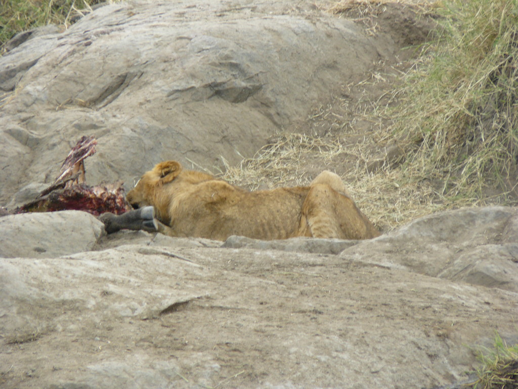 Safari, Kenya