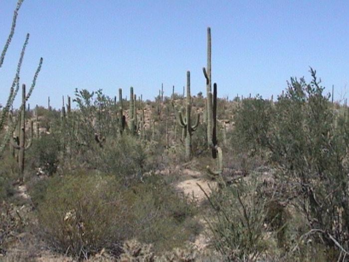 Cactus, Arizona
