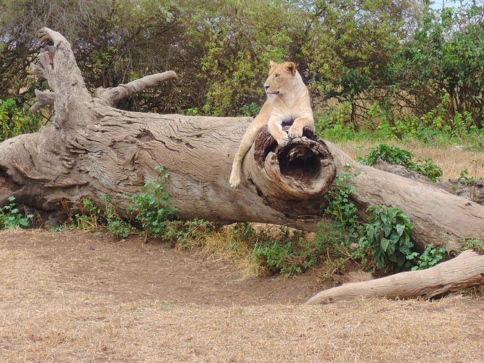 leonessa-ngorongoro