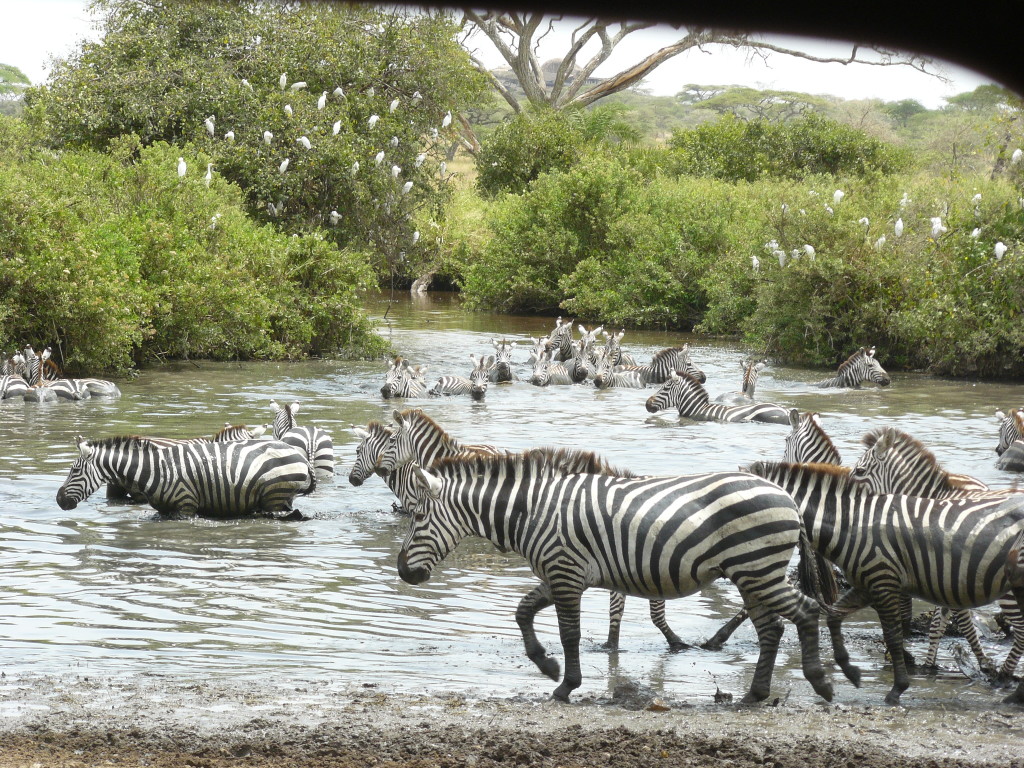 Serengeti, Tanzania