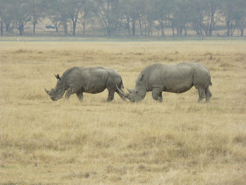 Lake Nakuru, safari