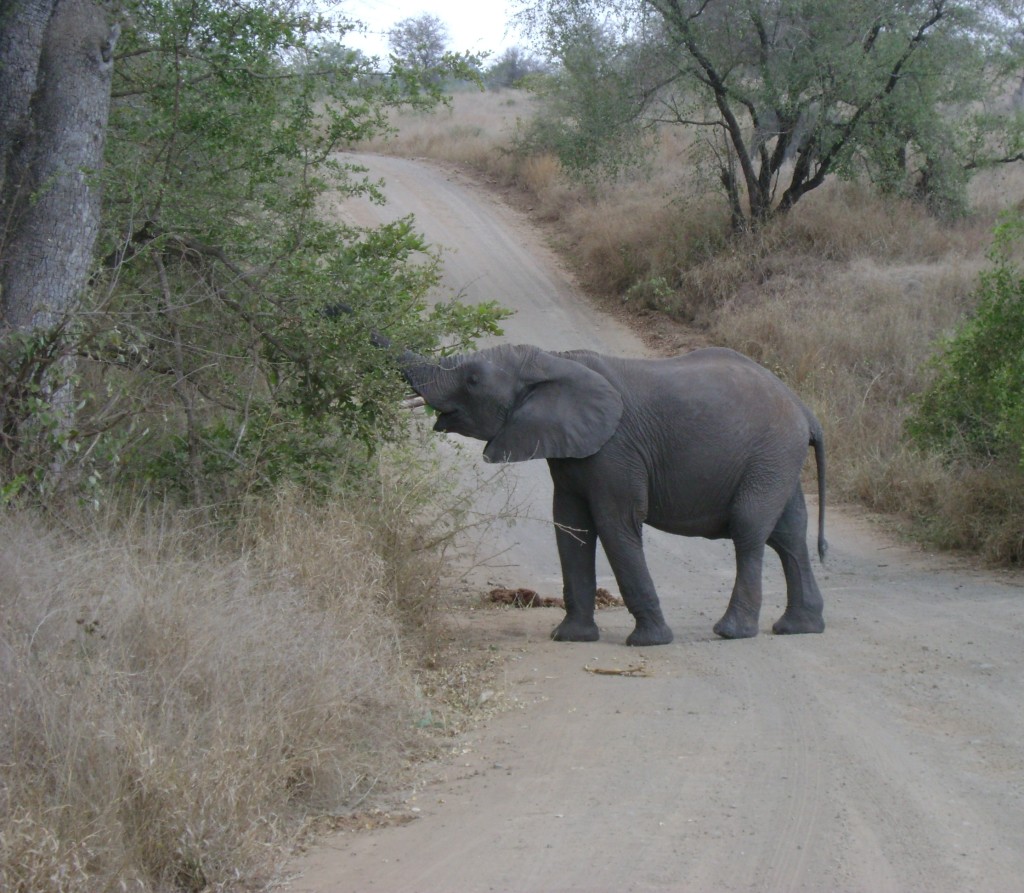 Safari, Kruger, Sudafrica