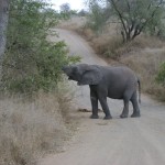 Safari, Kruger, Sudafrica