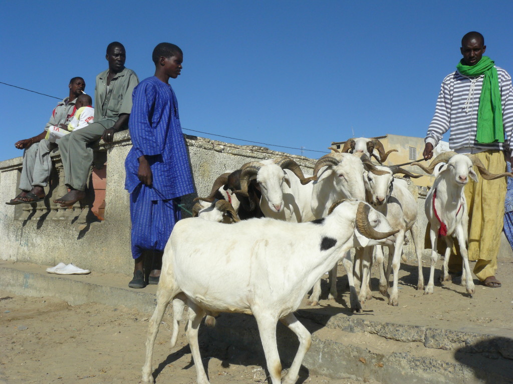 Tabaski, Senegal