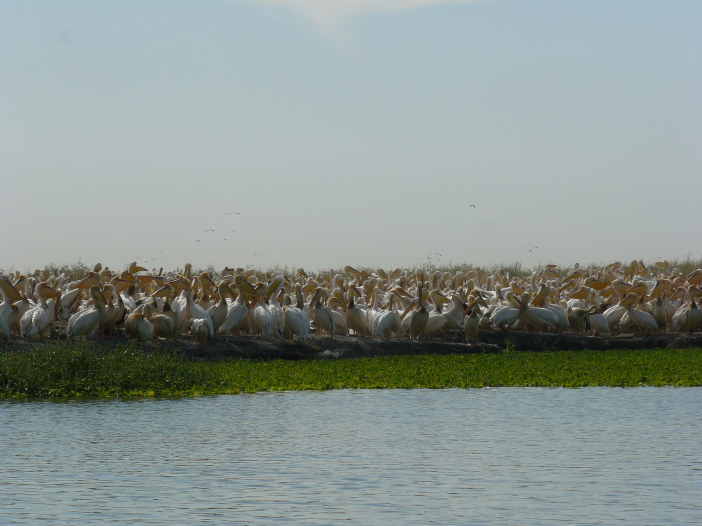 Djoudj, Senegal