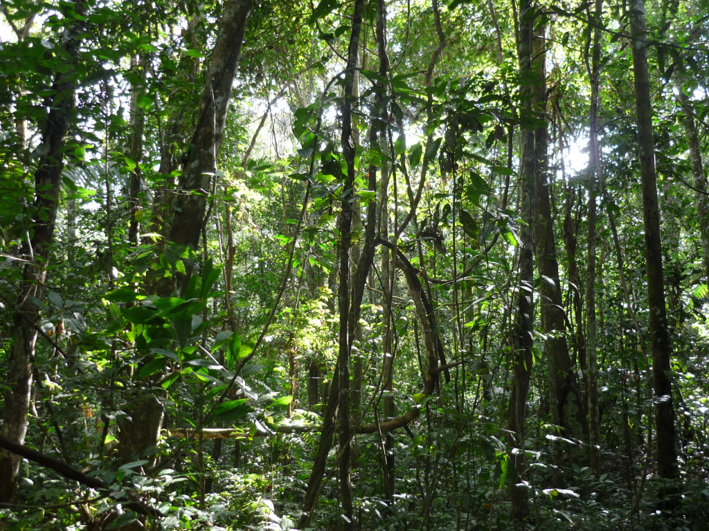 Foresta amazzonica, Bolivia