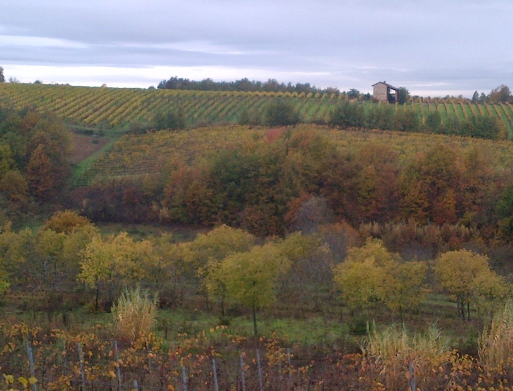 Cantine, Langhe