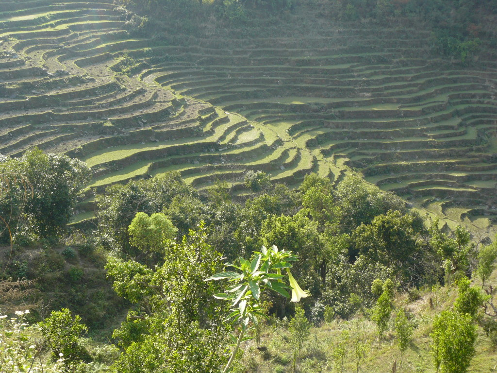 Risaie, Beni, Nepal