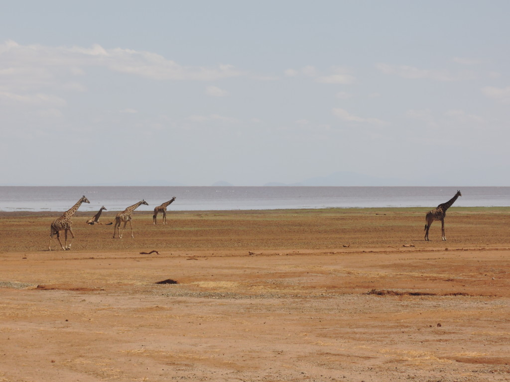 Safari, Lake Manyara