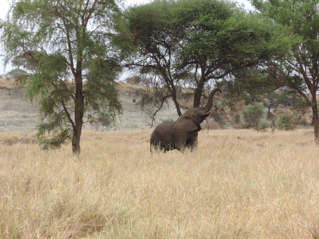 Elefanti, Safari, Tarangire