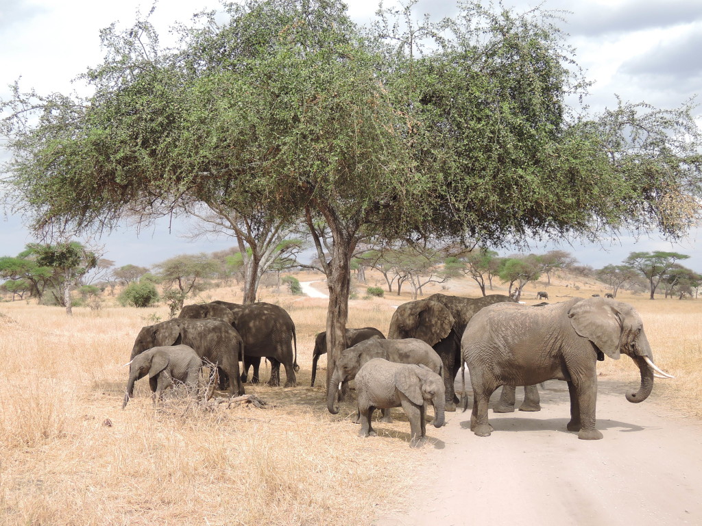 Elefanti, Tarangire, Safari
