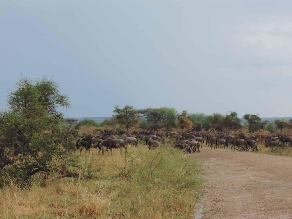 Safari, Gnu, Serengeti, Tanzania