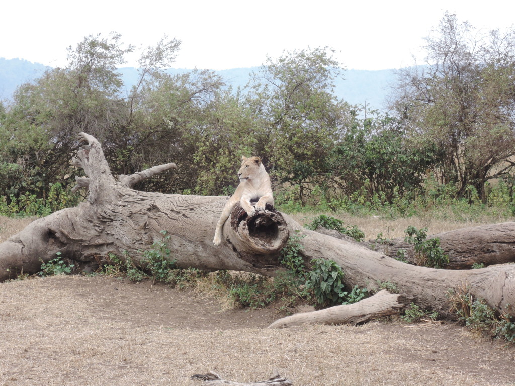 Ngorongoro, Tanzania, Leone