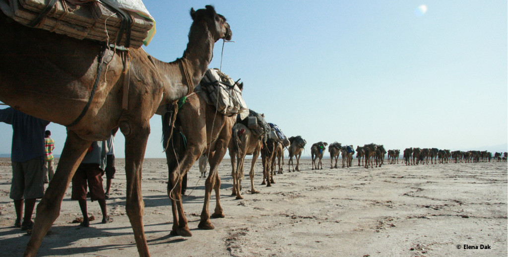 Cammelli, Deserto