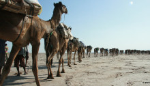 Cammelli, Deserto