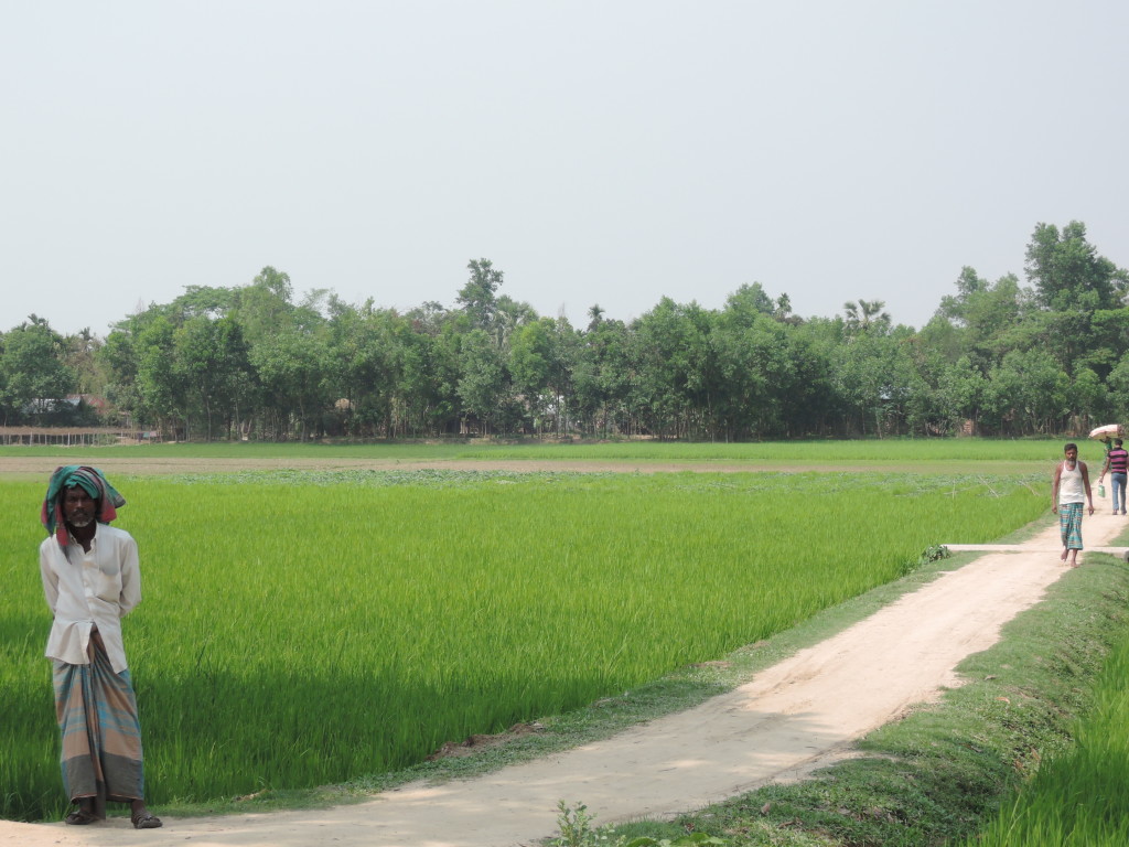 Risaie, Bangladesh