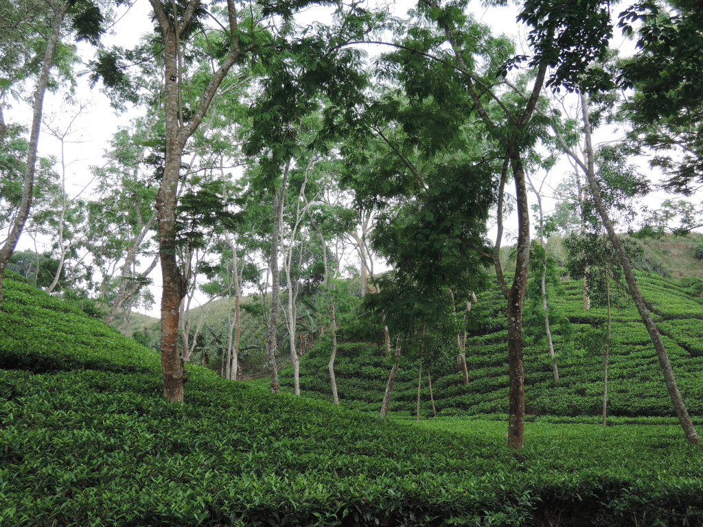 Piantagioni di te, Bangladesh