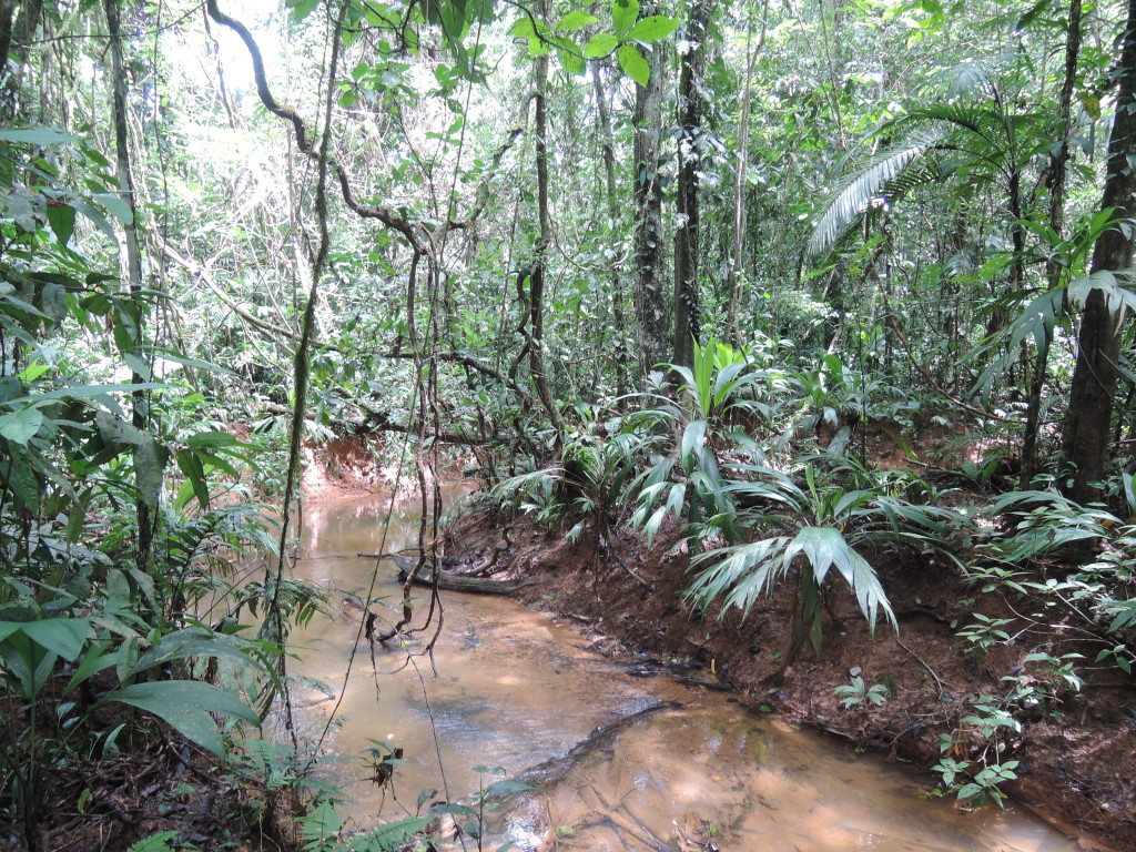 Jungla, Indio Maiz, Nicaragua