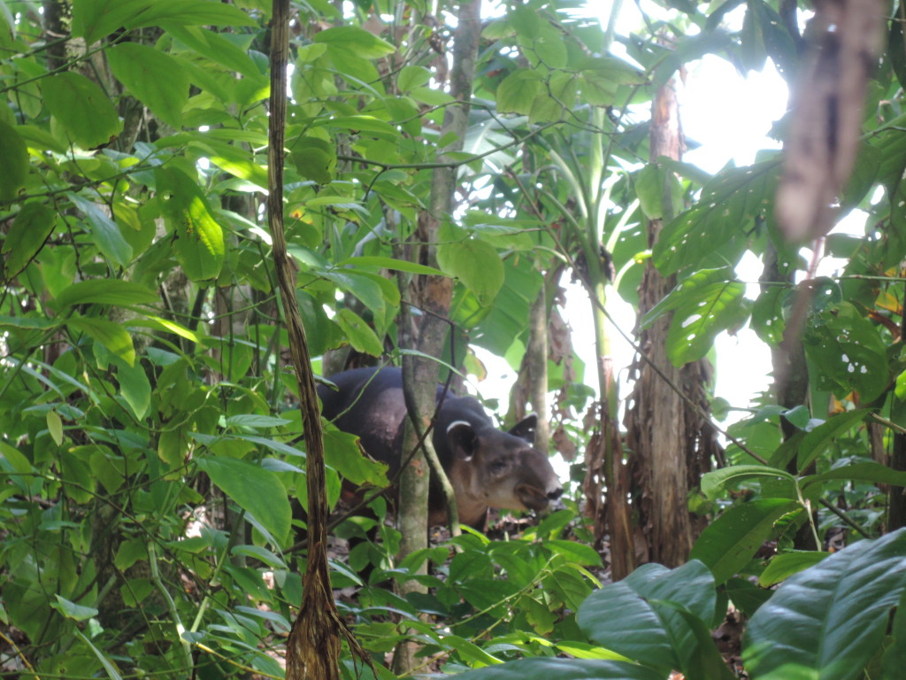 Corcovado, Costa Rica