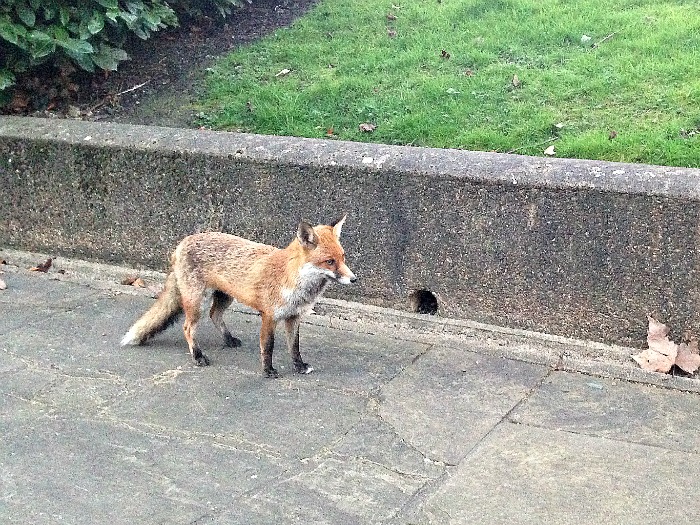 Londra, fox