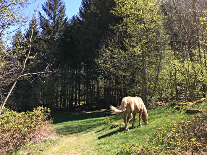 Val di Mello