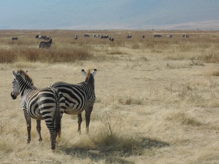 Ngorongoro, Tanzania