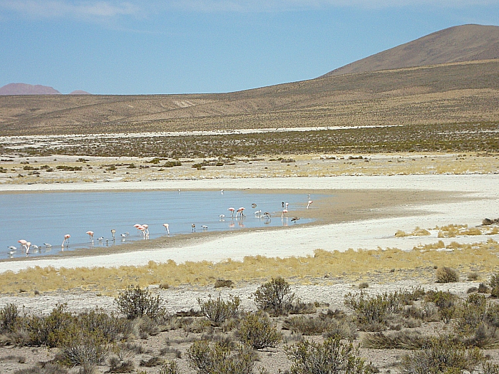 Lauca, Cile