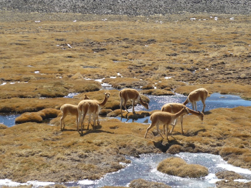 Lauca, Cile