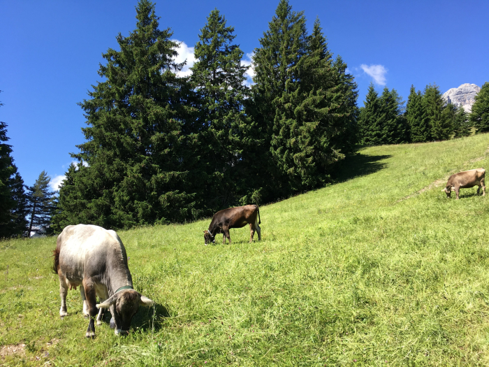 Andalo, Trentino