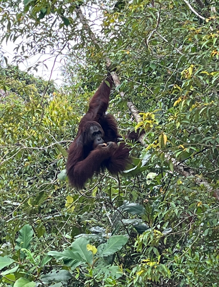 Borneo Malese, Sarawak